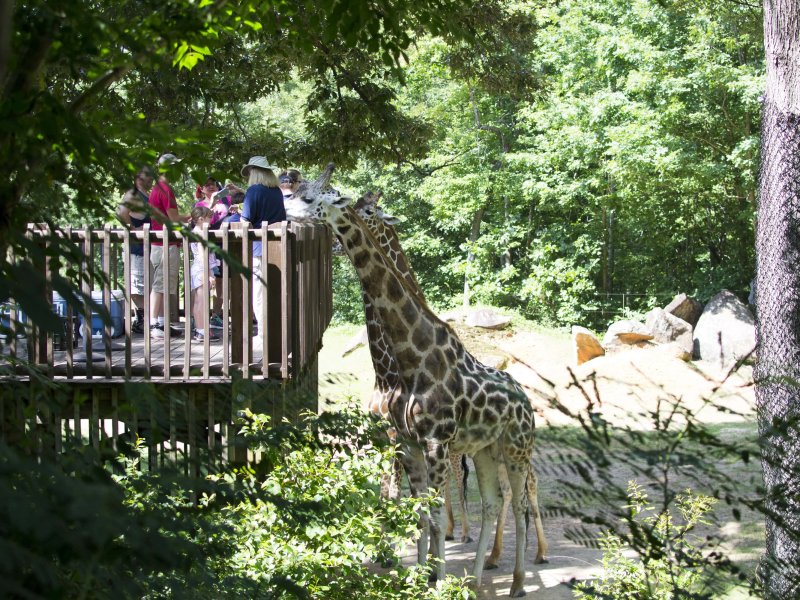 Beyond the Guidebook North Carolina Zoo in Asheboro